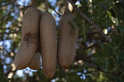 Low angle view of fruits hanging on tree