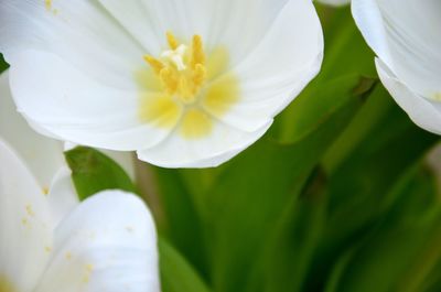 Close-up of white flowers