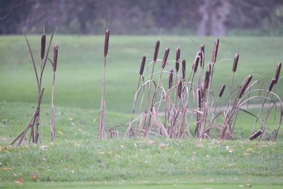 Plants growing on field