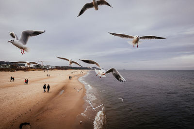 Seagulls flying over beach against sky