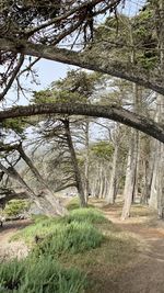 Trees on field