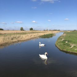 Swans swimming in lake together