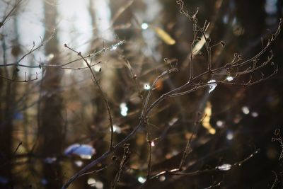 Close-up of wet plants against blurred background