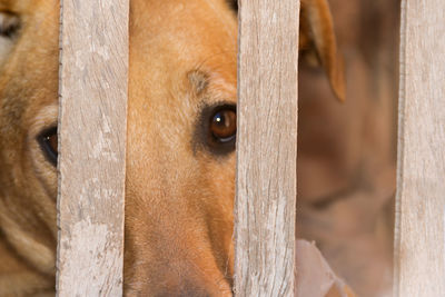 Close-up portrait of a horse