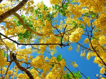 Low angle view of yellow flower tree