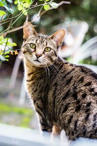 Close-up portrait of a cat