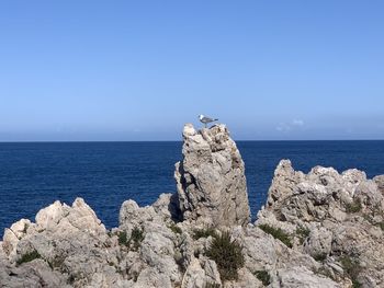 Seagull perching on rock by sea against sky