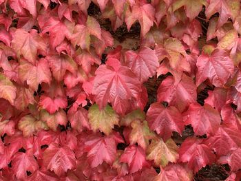 Full frame shot of pink flowering plants during autumn