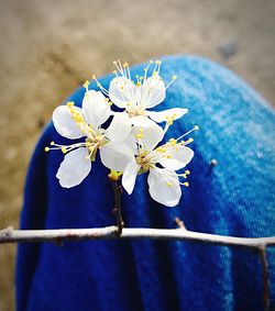 Close-up of white flowers