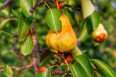 Close-up of fruit growing on tree