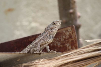 Close-up of lizard