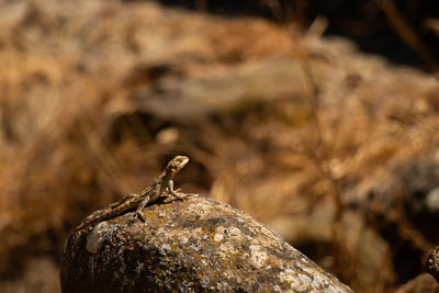 Little lizard on the stone in uplistsikhe, georgia