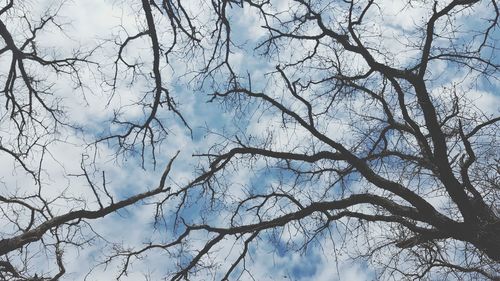 Low angle view of bare tree against sky