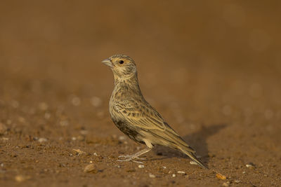 Close-up of bird perching on sand