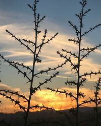 Silhouette plants against sky during sunset