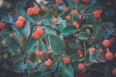 Close-up of red flowers growing on branch