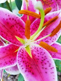 Close-up of pink flower blooming outdoors