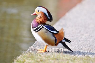 Side view of mandarin duck at riverbank