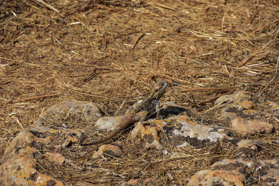 High angle view of lizard on field