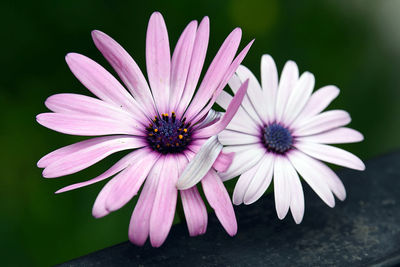 Close-up of pink flower