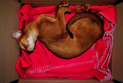 Directly above shot of cat sleeping in cardboard box