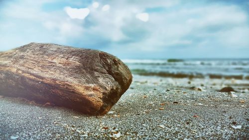 Close-up of driftwood on sand at beach against sky