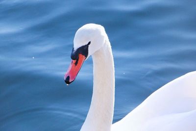 Close-up of swan swimming on lake