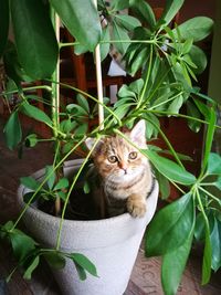 Portrait of cat sitting on potted plant