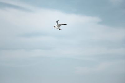 Low angle view of seagull flying in sky