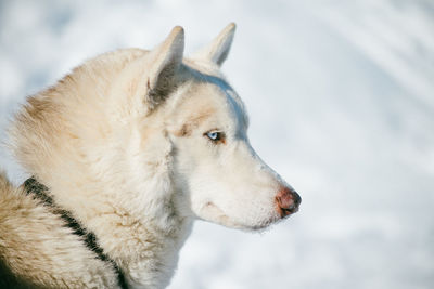 Close-up of dog during winter