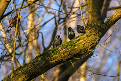 Several starlings in different views on a branch