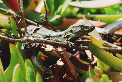 Close-up of lizard on leaf