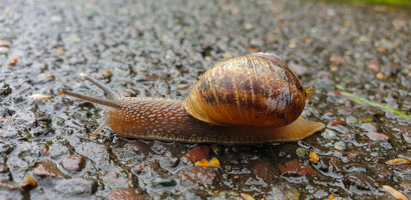 Close-up of snail on leaf