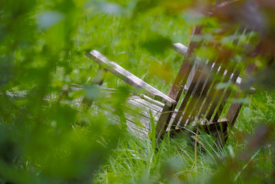 Close-up of plants growing on land