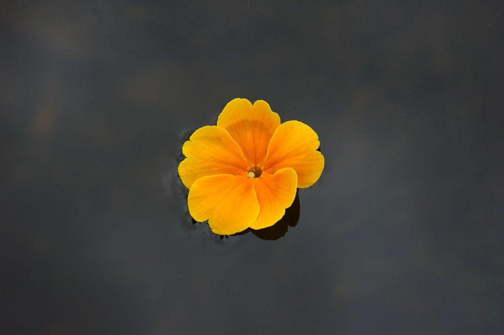 flowering plant, flower, petal, fragility, flower head, inflorescence, vulnerability, freshness, beauty in nature, close-up, yellow, plant, pollen, orange color, growth, nature, no people, studio shot, outdoors