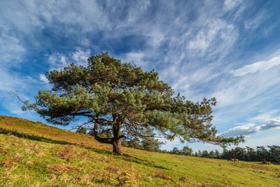 Tree on field against sky