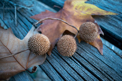 Balls seeds sycamore and leaves. autumn concept
