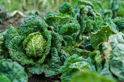 Close-up of fresh green plants