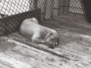 Close-up of a sleeping cat