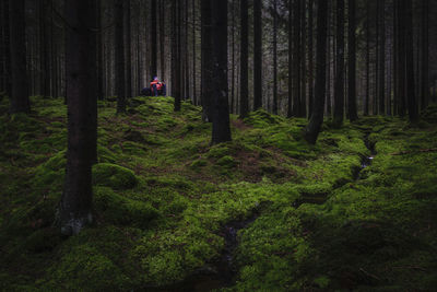 Hiker in forest