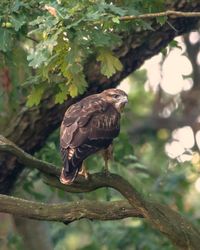 Close-up of bird perching on branch