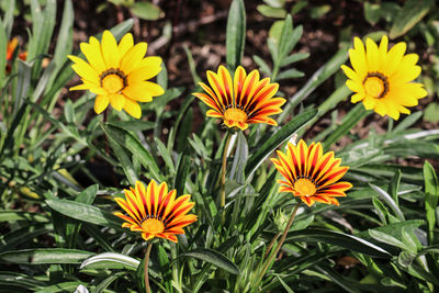 Close-up of yellow flowering plants in park