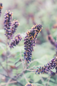 Close-up of bumblebee on lavender