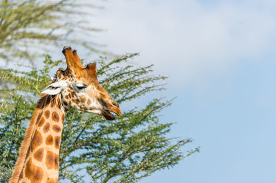 Low angle view of giraffe and tree against sky