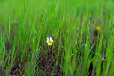 Close-up of white flowering plants on field