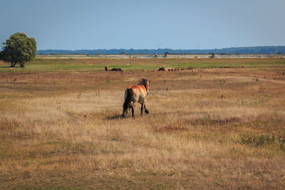 Horses in a field