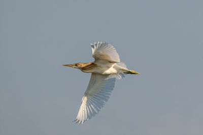 Low angle view of seagull flying