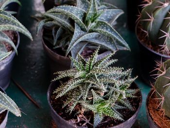 High angle view of cactus plants growing outdoors