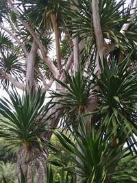 Low angle view of palm trees