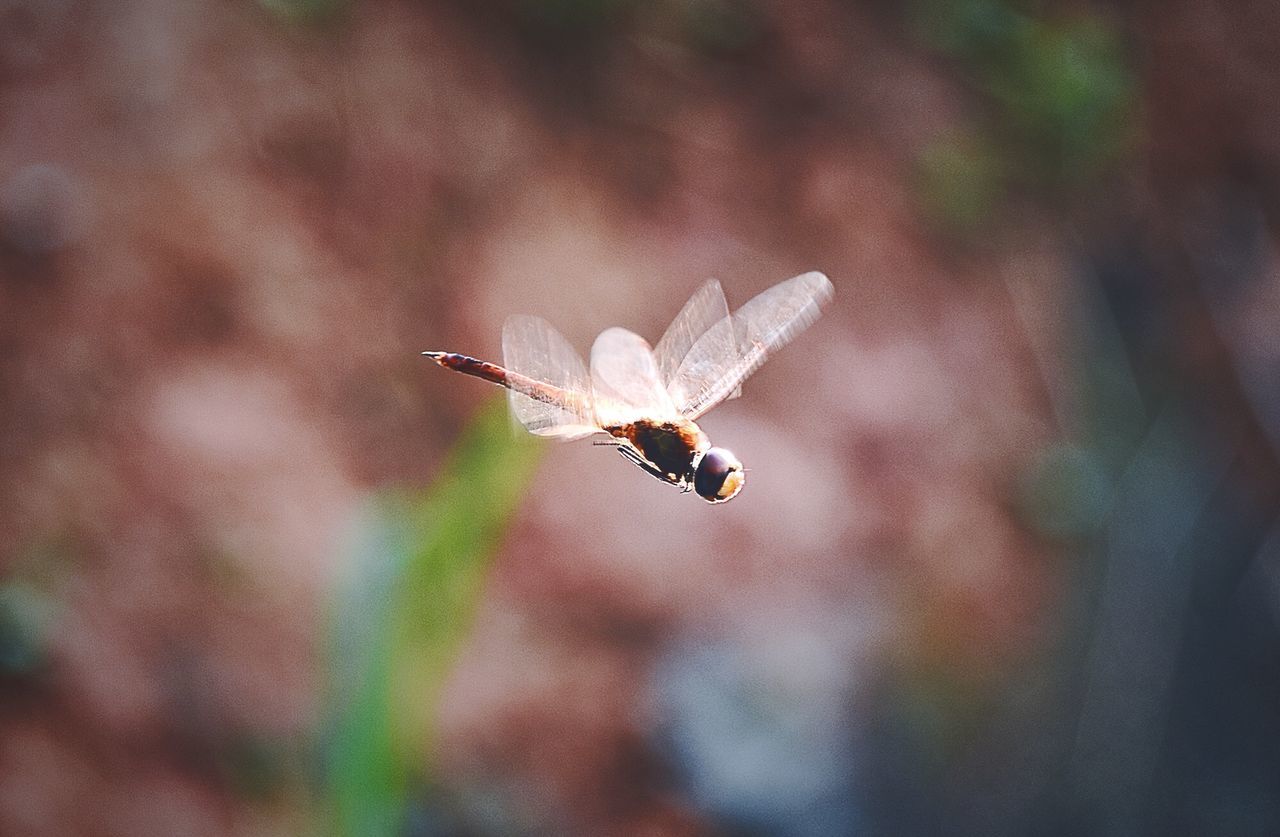 insect, animal themes, animals in the wild, one animal, wildlife, focus on foreground, close-up, selective focus, nature, dragonfly, outdoors, day, no people, animal wing, zoology, full length, two animals, fragility, plant, spider